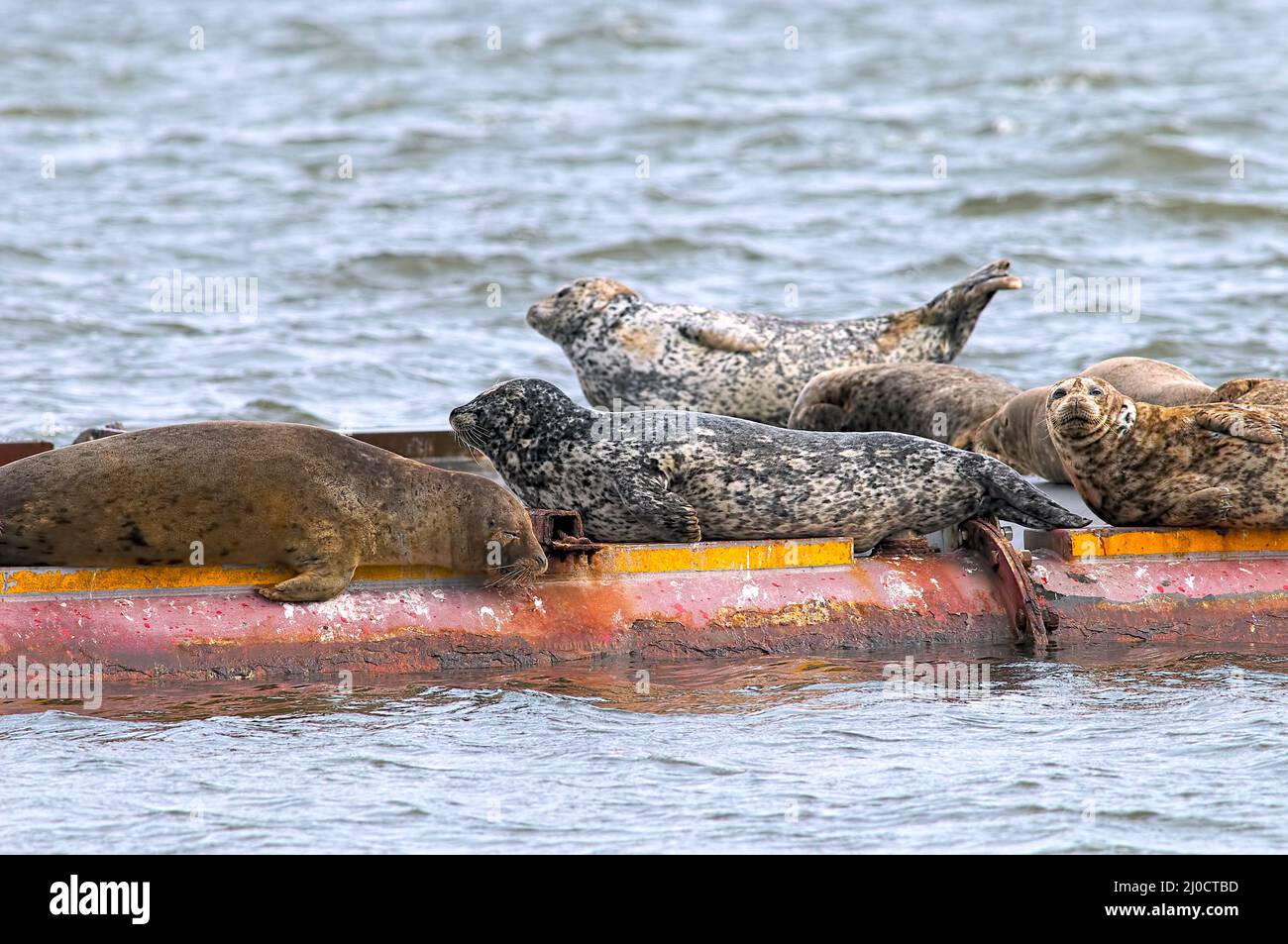 Pacific Harbour Seals or Common Seals (Phoca vitulina) lounging on a wharf, Vancouver Island, B. C. Canada. Stock Photo
