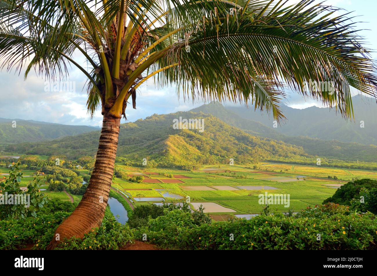 A palm tree frames the fertile taro fields in Kauai, Hawaii Stock Photo