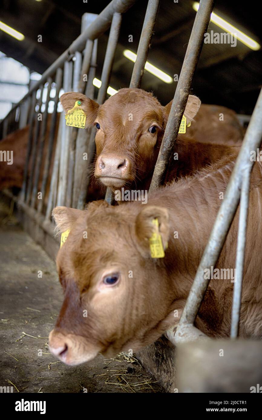 Cowshed farming germany hi-res stock photography and images - Alamy