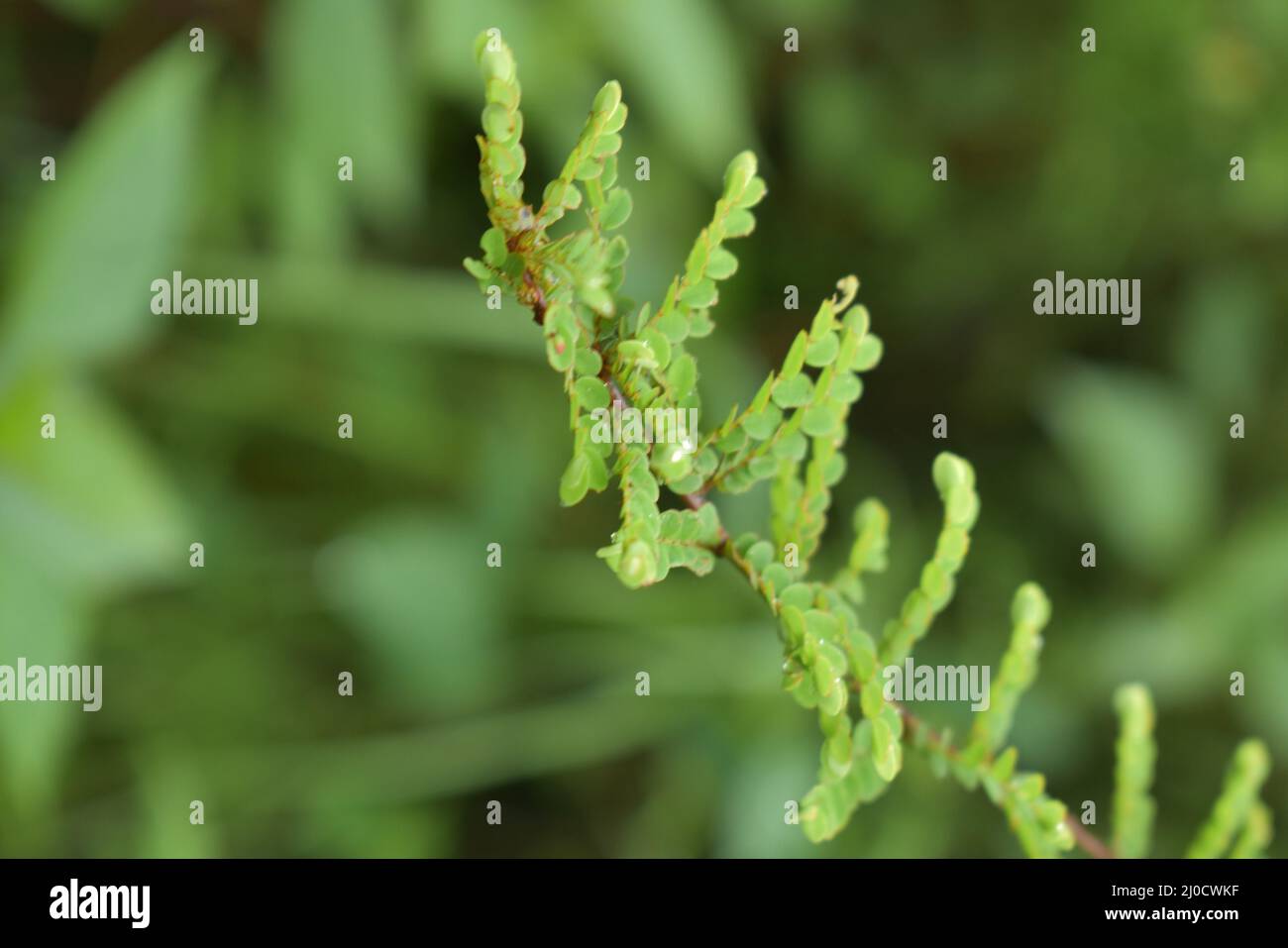 Vertical shallow focus of a Thujopsis dolabrata branch Stock Photo