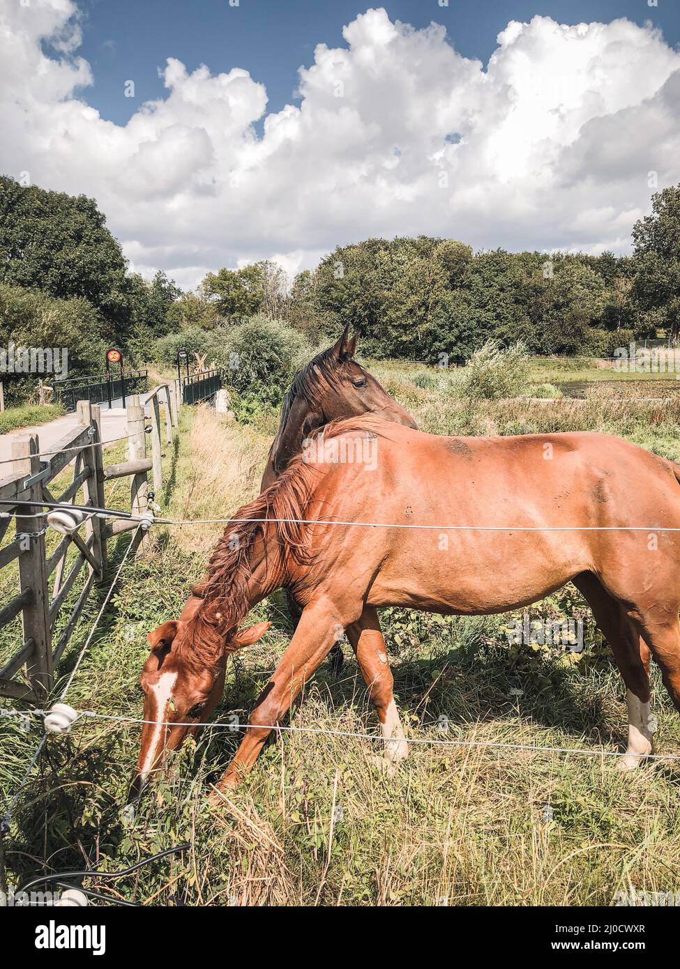 Group horses eating grass in hi-res stock photography and images - Alamy