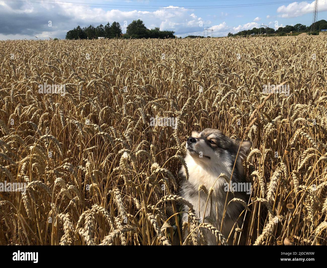 Portrait of a young Finnish Lapphund dog outdoors in nature Stock Photo ...