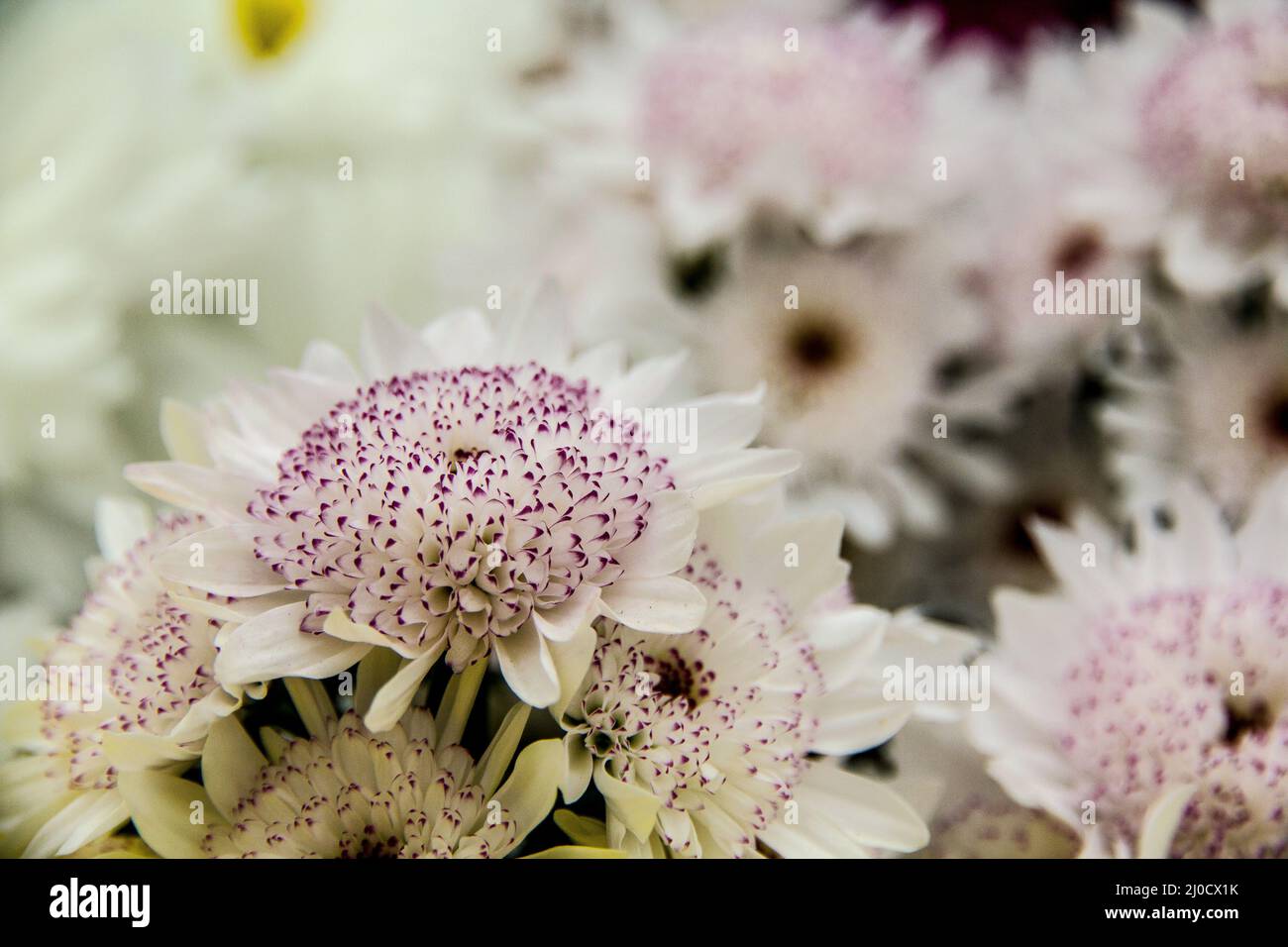 Closeup of beautiful astrantia flowers growing in the garden Stock Photo