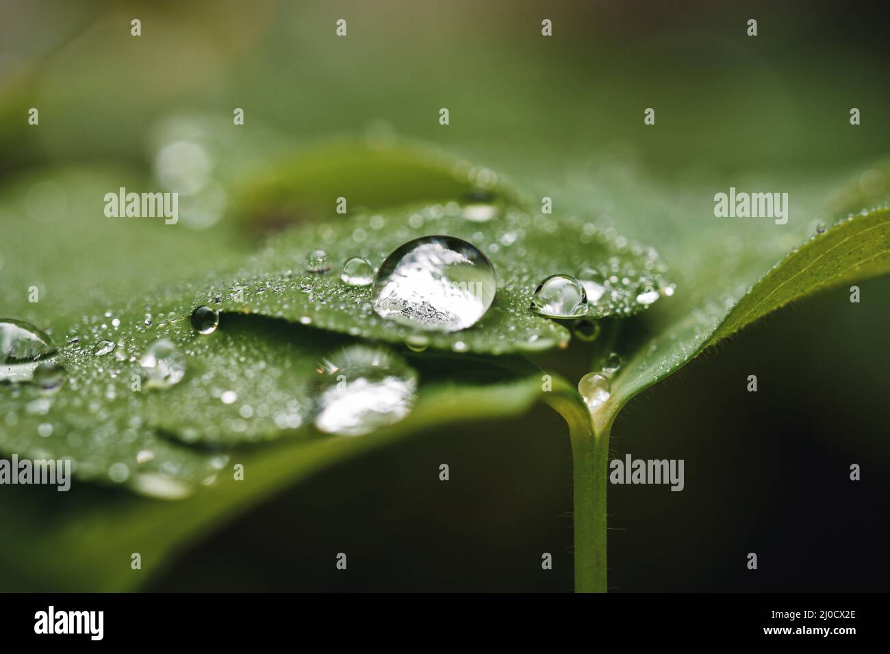 Close up or macro of water drops in green grass after rain Stock Photo ...