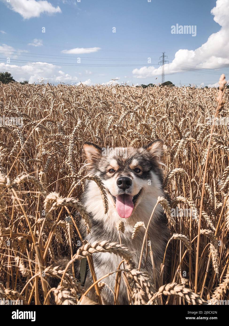 Portrait of a young Finnish Lapphund dog outdoors in nature Stock Photo ...