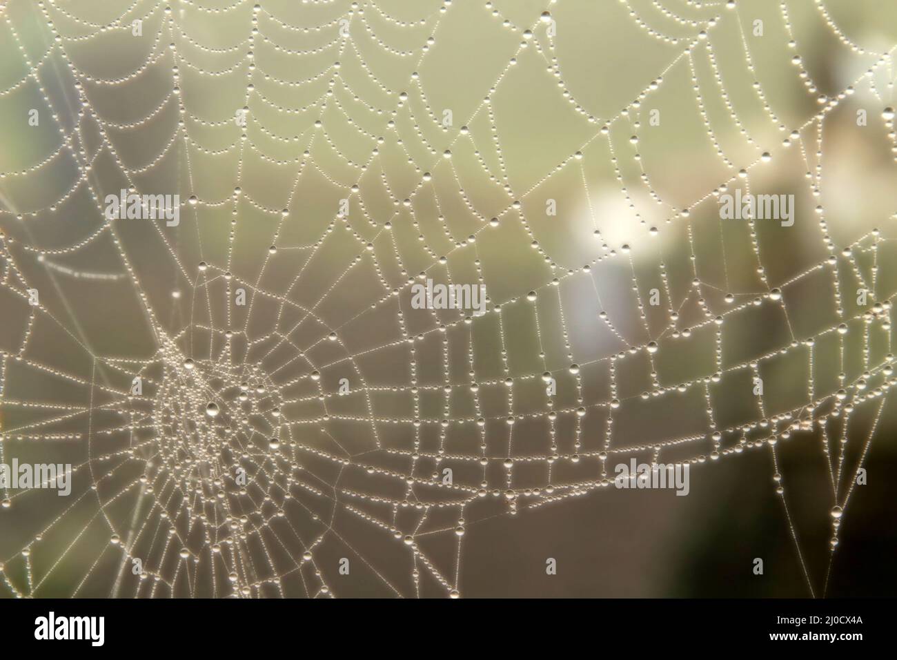 Spider web on a blurred background Stock Photo - Alamy