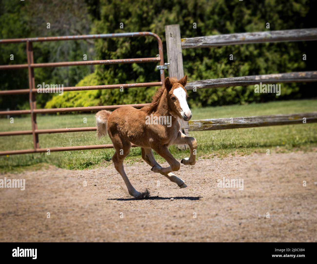 Young horse at play hi-res stock photography and images - Alamy