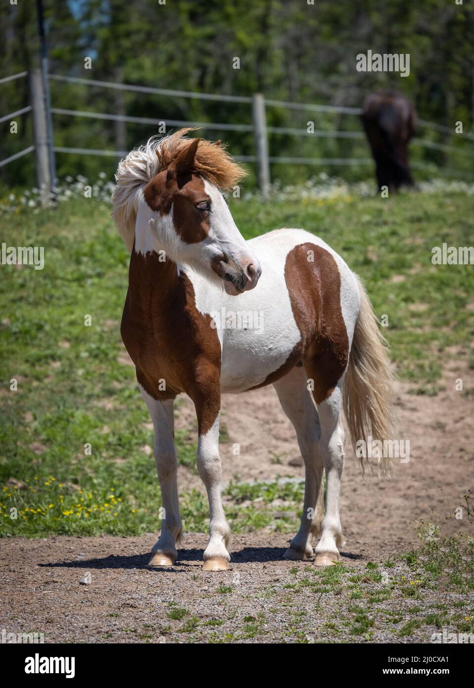 Spring Filly Chestnut Icelandic horse filly standing in the spring pasture Stock ...