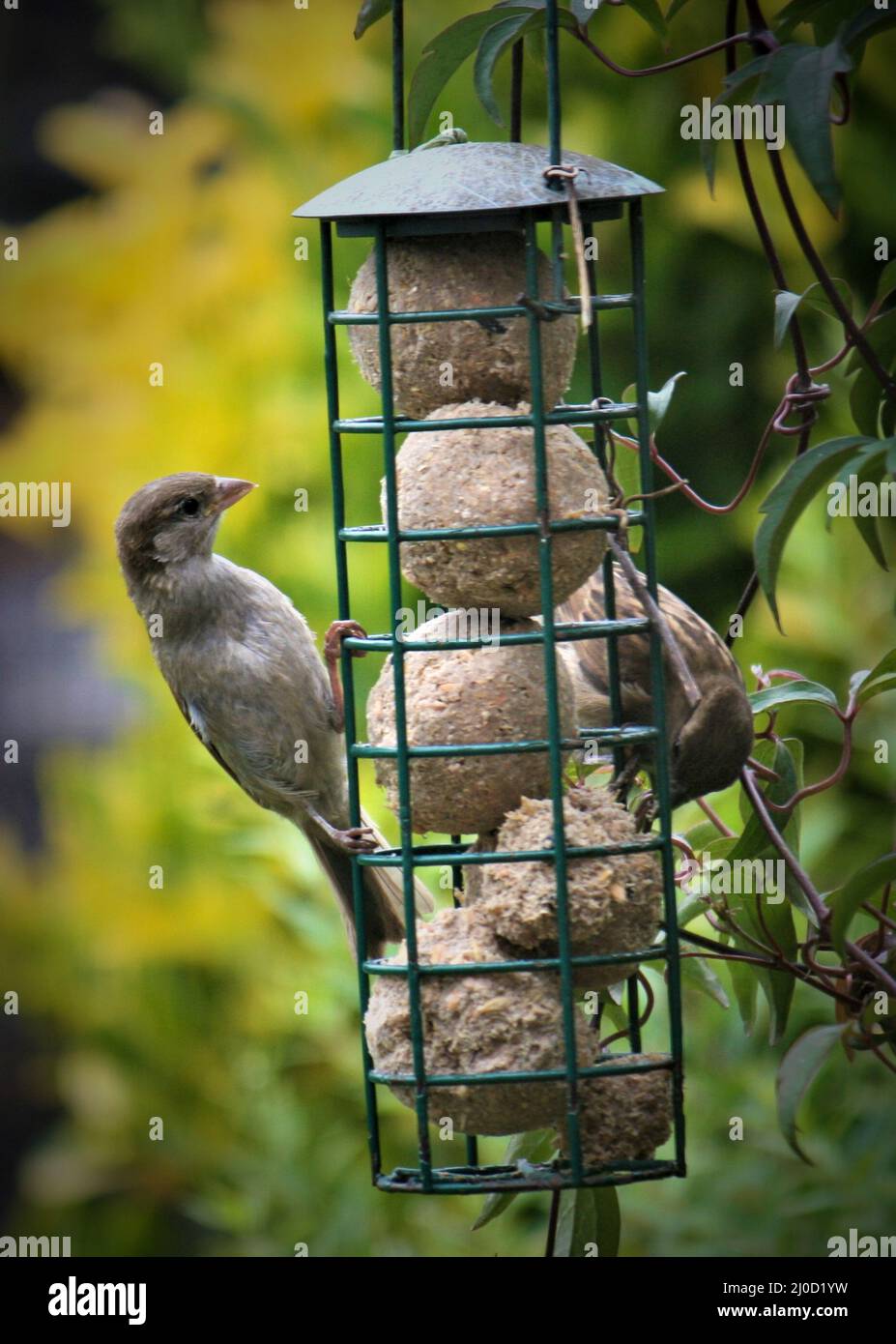 Sparrows feeding on a garden bird feeder, during the summer Stock Photo