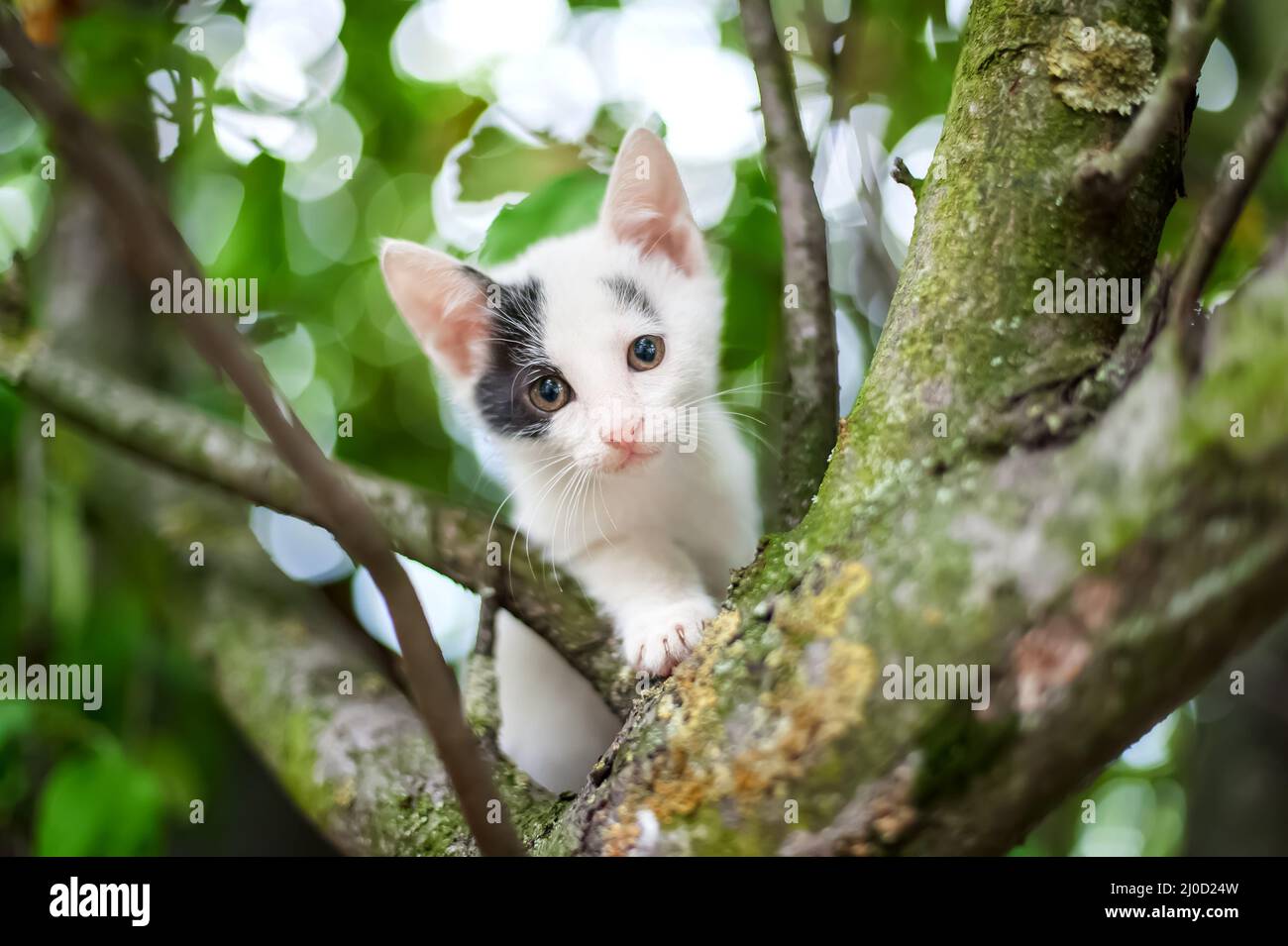 Cute little kitten on the tree in garden. Cat climbing the tree Stock ...