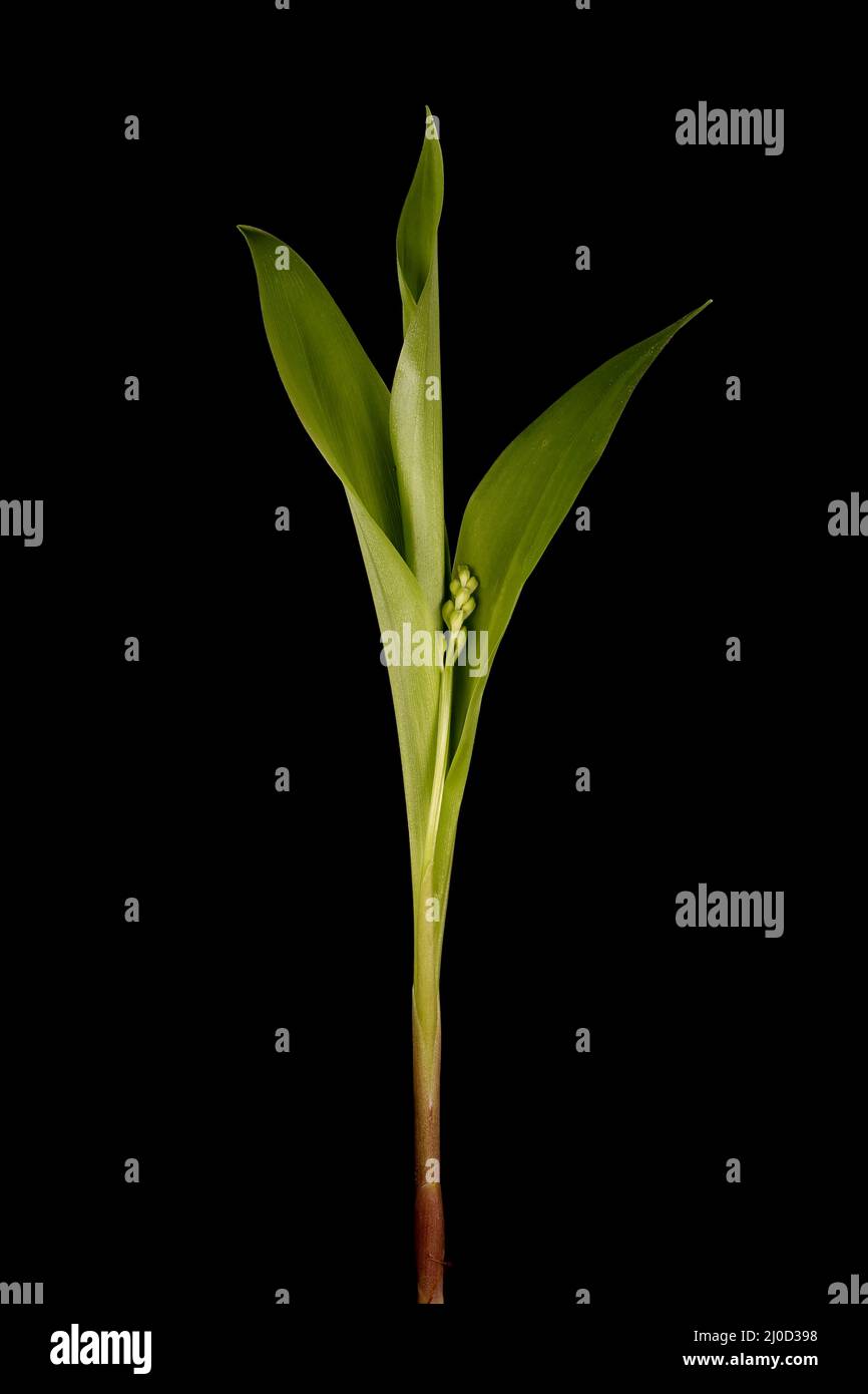 LilyoftheValley (Convallaria majalis). Emerging Plant Closeup Stock