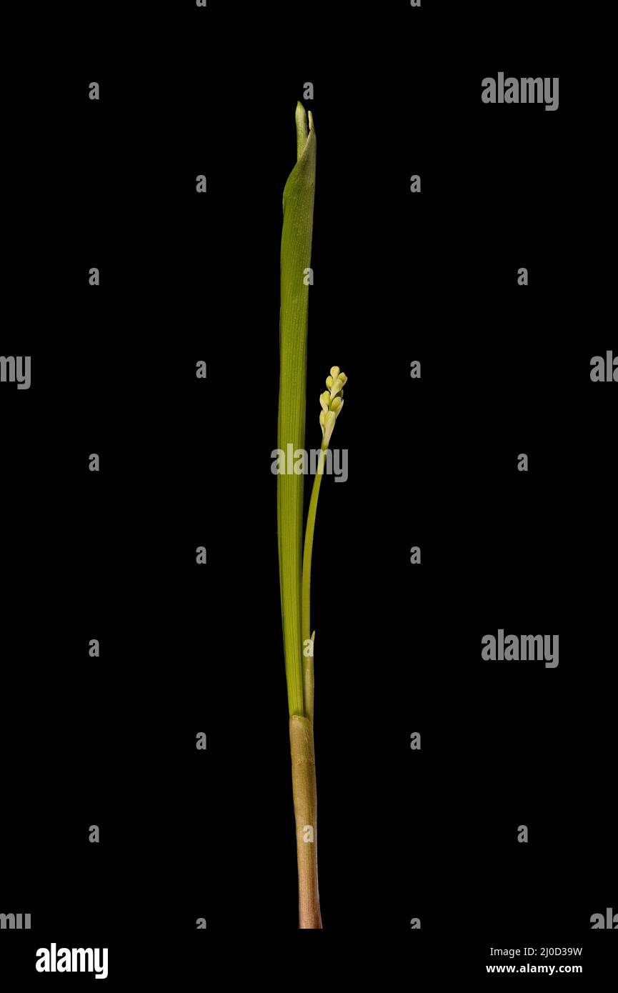 LilyoftheValley (Convallaria majalis). Emerging Plant Closeup Stock