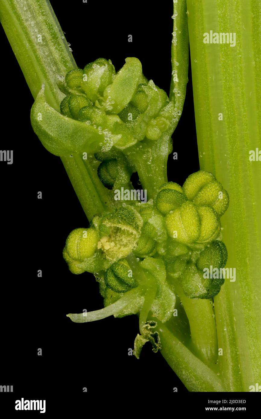 Spinach (Spinacia oleracea). Male Inflorescence Detail Closeup Stock Photo