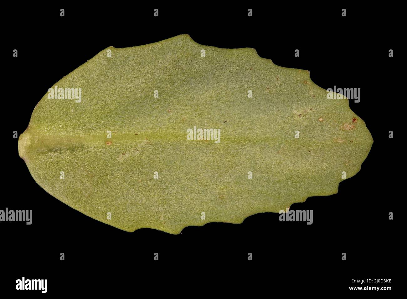 Grand Stonecrop (Hylotelephium maximum). Leaf Closeup Stock Photo