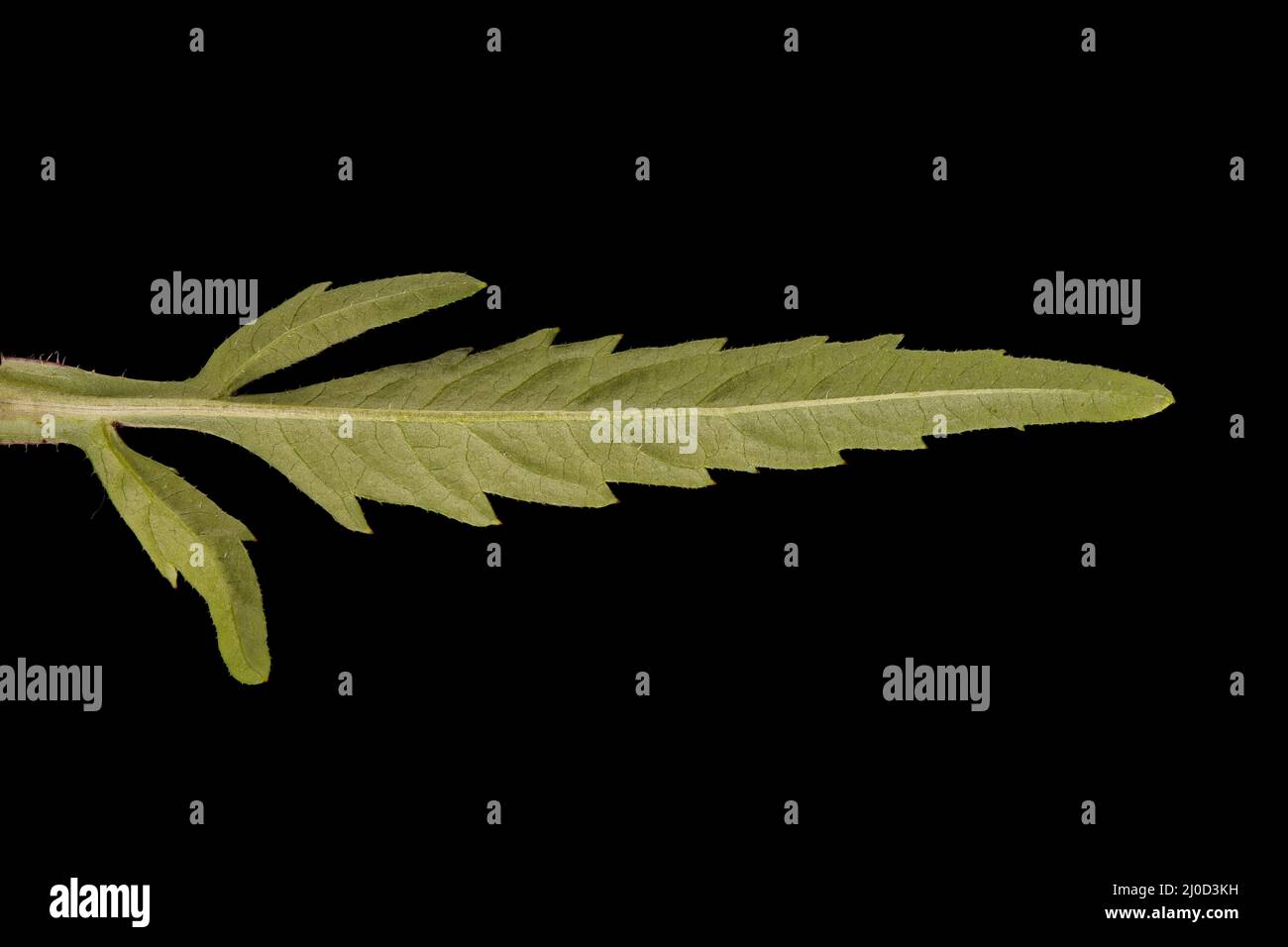 Trifid Bur-Marigold (Bidens tripartita). Leaf Closeup Stock Photo