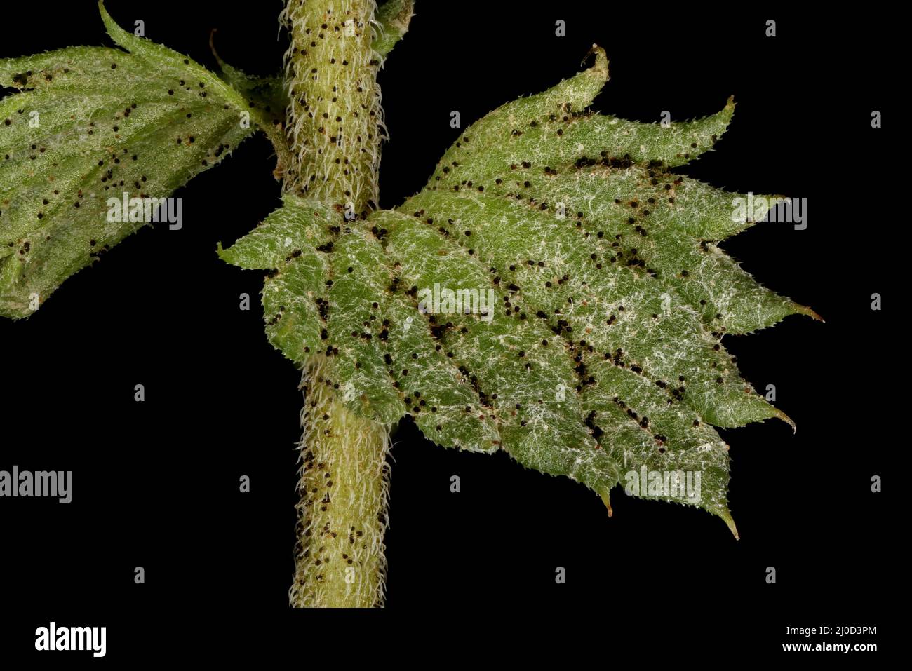Spring Eyebright (Euphrasia x vernalis). Leaf Closeup Stock Photo