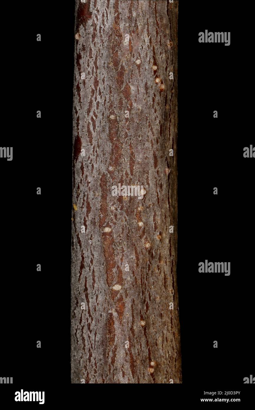 Plum (Prunus domestica). Wintering Twig Detail Closeup Stock Photo