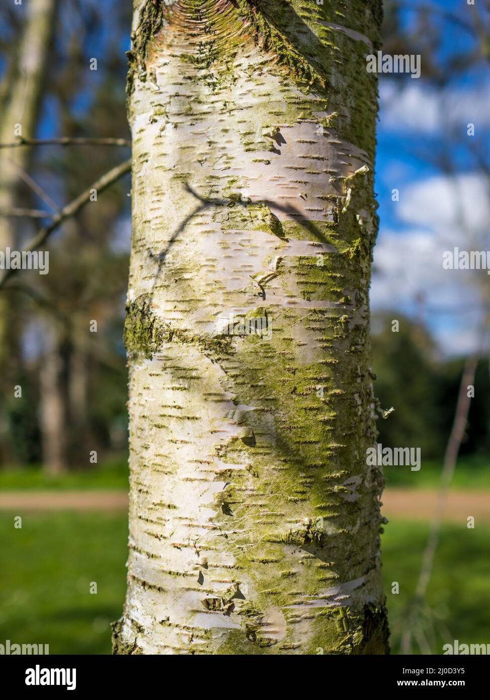Silver Birch Tree, (Betula Pendula) Balmore Walk, Reading Council Park, Caversham, Reading, Berkshire, England, UK, GB. Stock Photo