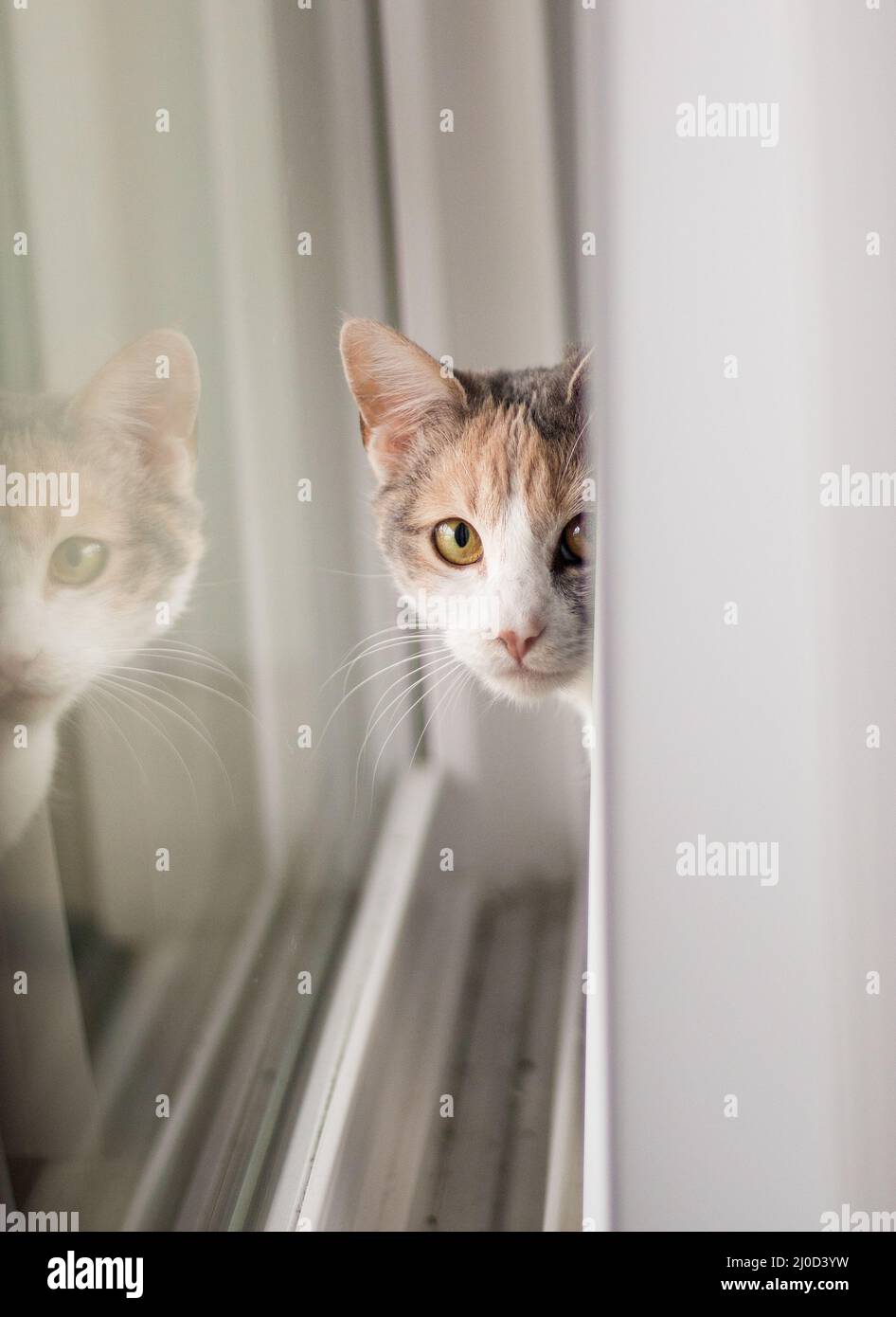 Curious cat standing by window in perfect soft light Stock Photo