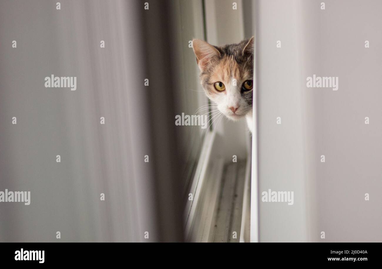 Curious cat standing by window in perfect soft light Stock Photo