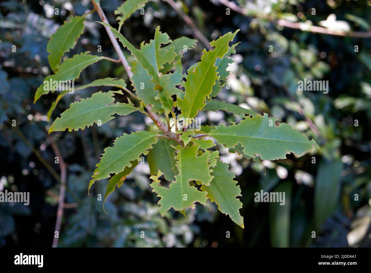 Tree leaves eaten by caterpillars Stock Photo