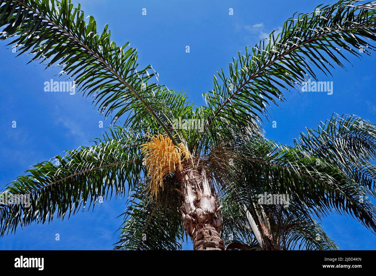 Queen palm tree flower buds (Syagrus romanzoffiana) Stock Photo