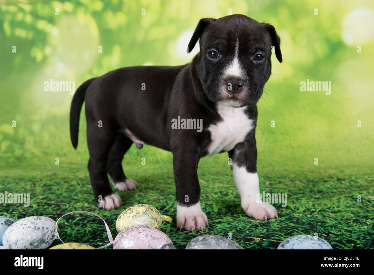 Black and white American Staffordshire Terrier puppy with Easter eggs Stock Photo