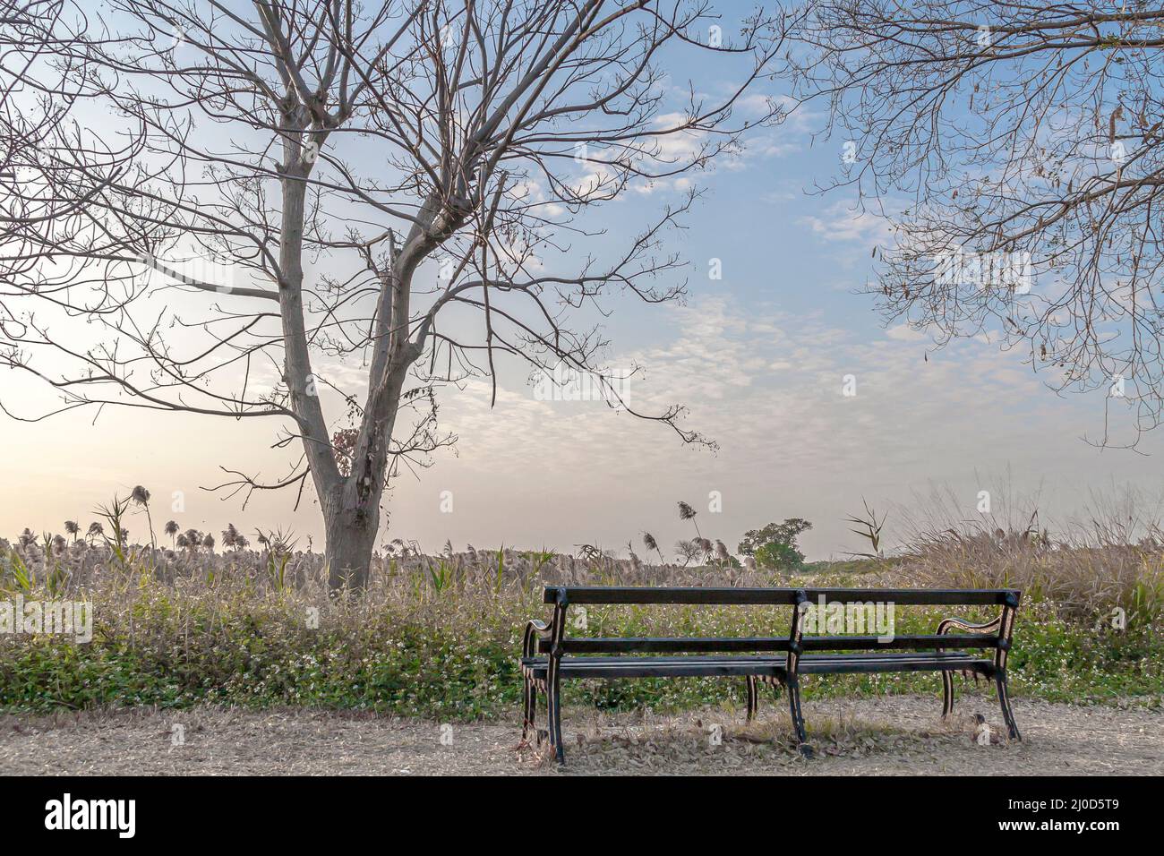 A lonely bench with a withered tree stand in front of the straw under a ...