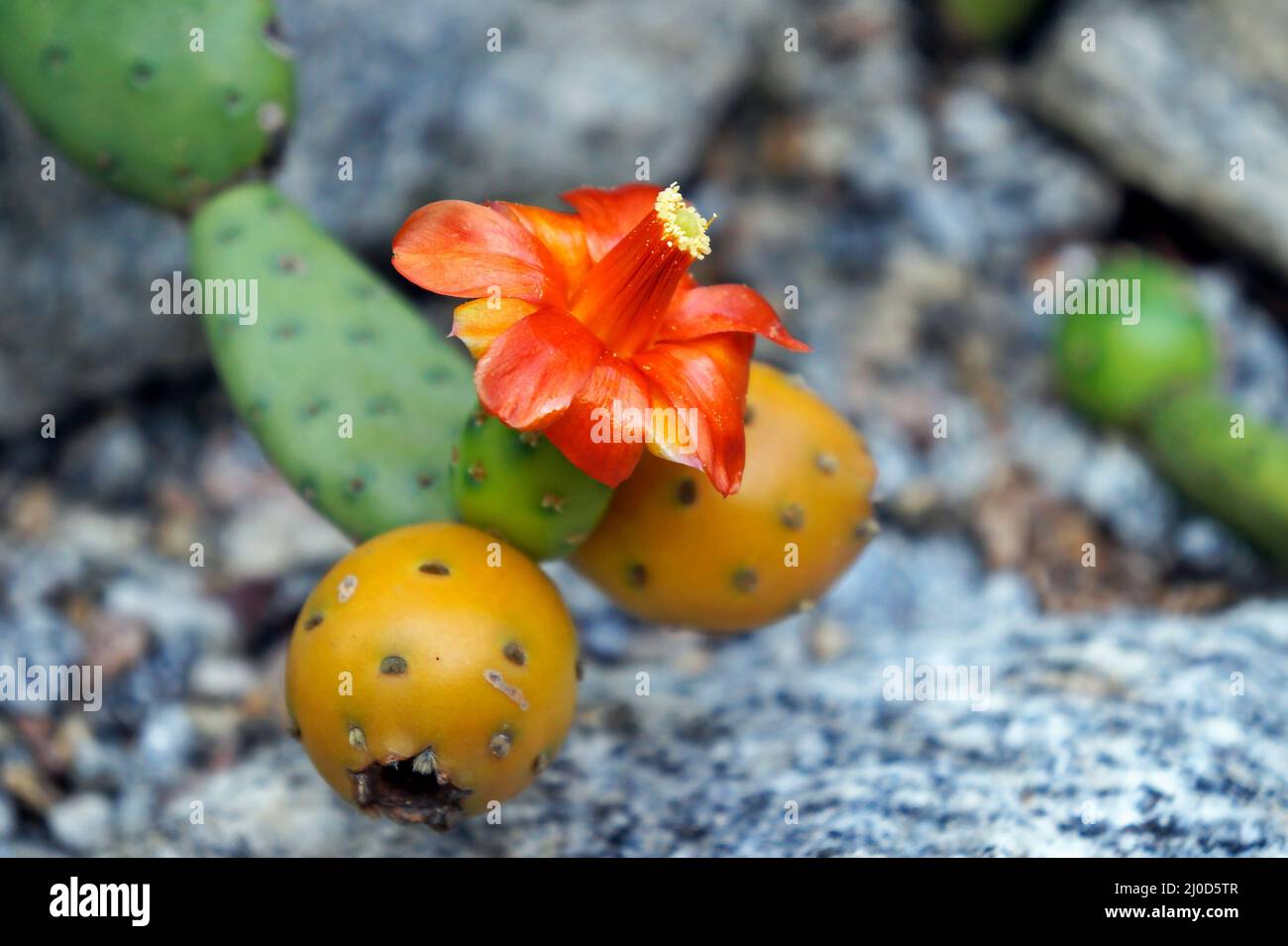 Orange cactus flower and fruits (Tacinga subcylindrica). Endemic species in Brazil. Stock Photo