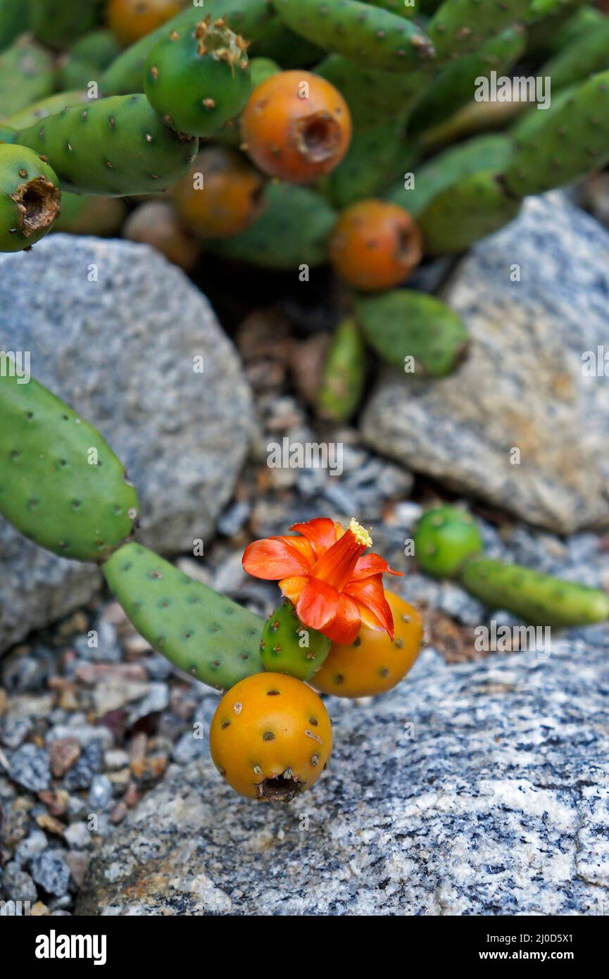 Orange cactus flower and fruits (Tacinga subcylindrica). Endemic species in Brazil. Stock Photo