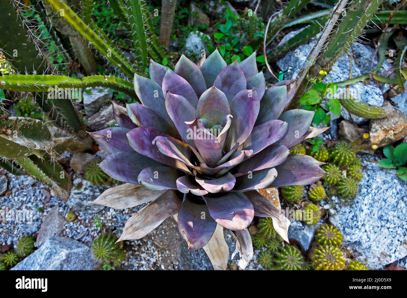 Purple bromeliad in the garden Stock Photo