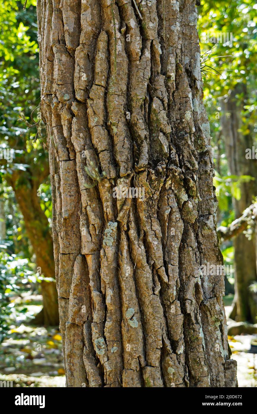 Timber tree trunk (Aspidosperma macrocarpon) Stock Photo