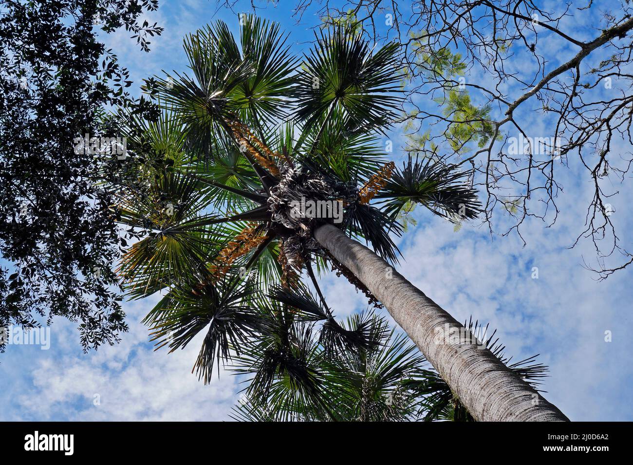Moriche palm (Mauritia flexuosa) on tropical rainforest Stock Photo
