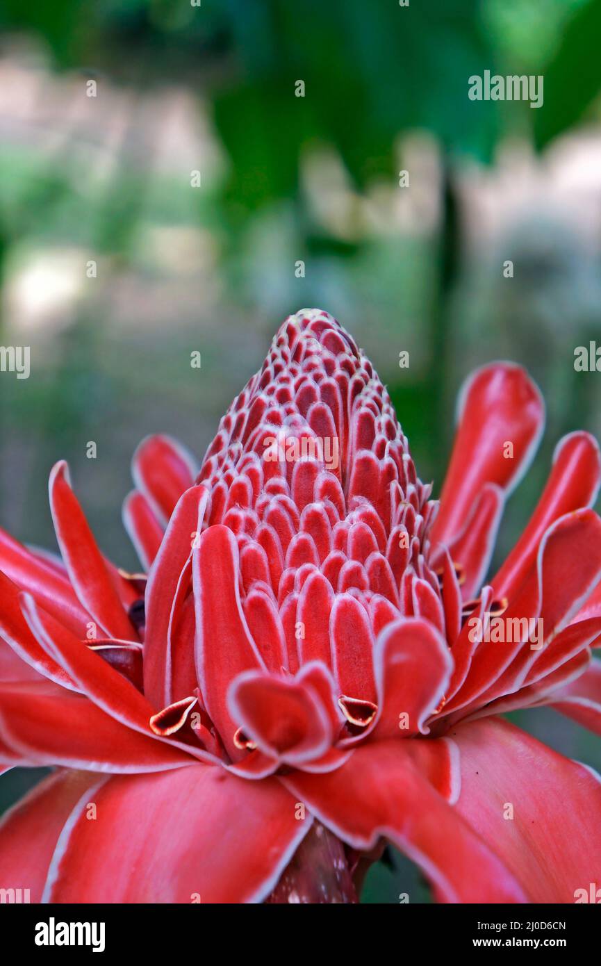Red torch ginger flower (Etlingera elatior) Stock Photo