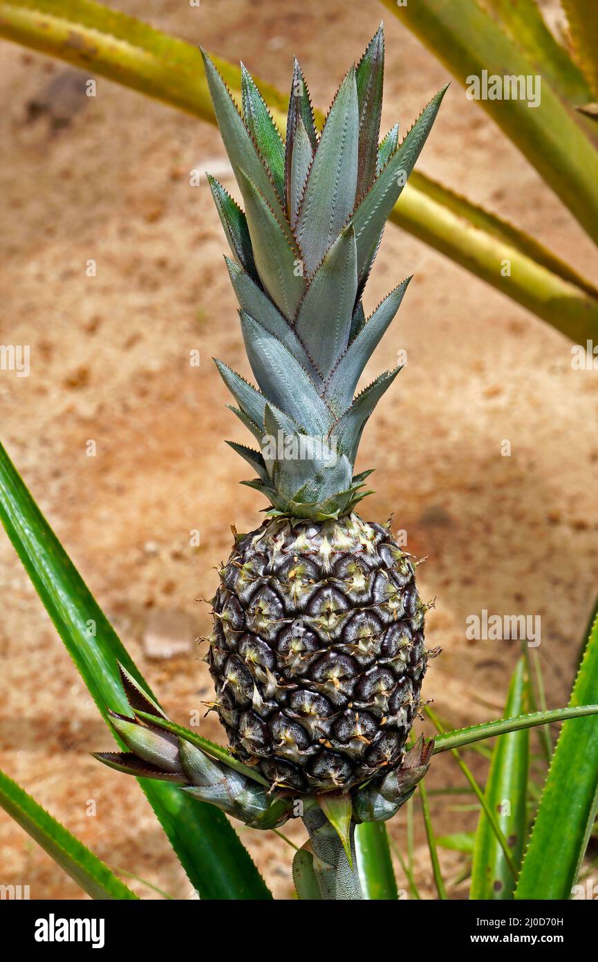 Pineapple in plant on garden (Ananas comosus) Stock Photo