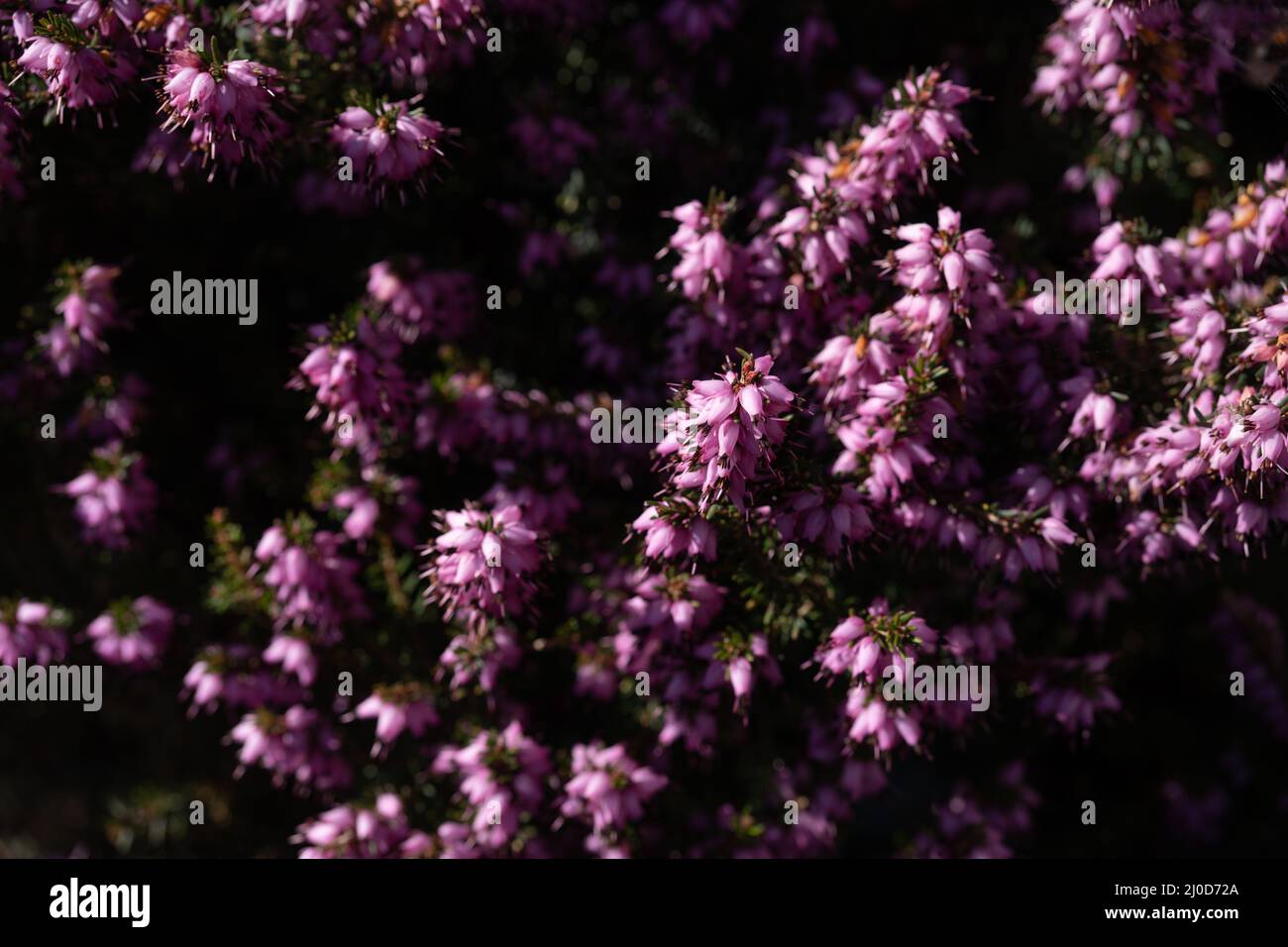 Winter heath (E. carnea or Erica carnea), a flowering heather plant native to mountainous areas of southern Europe. Stock Photo