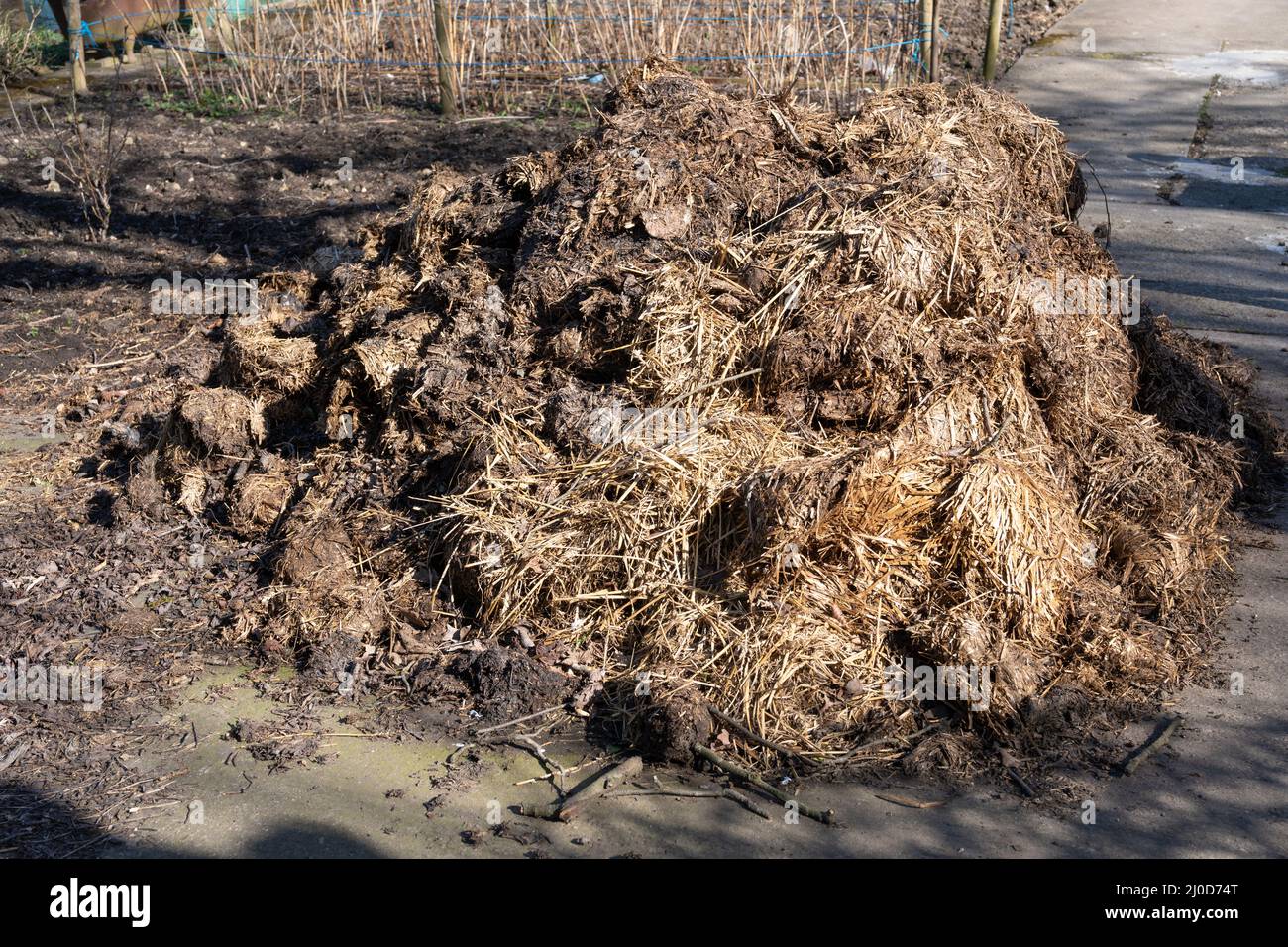 A large pile of fresh horse manure a delivery of natural fertilizer
