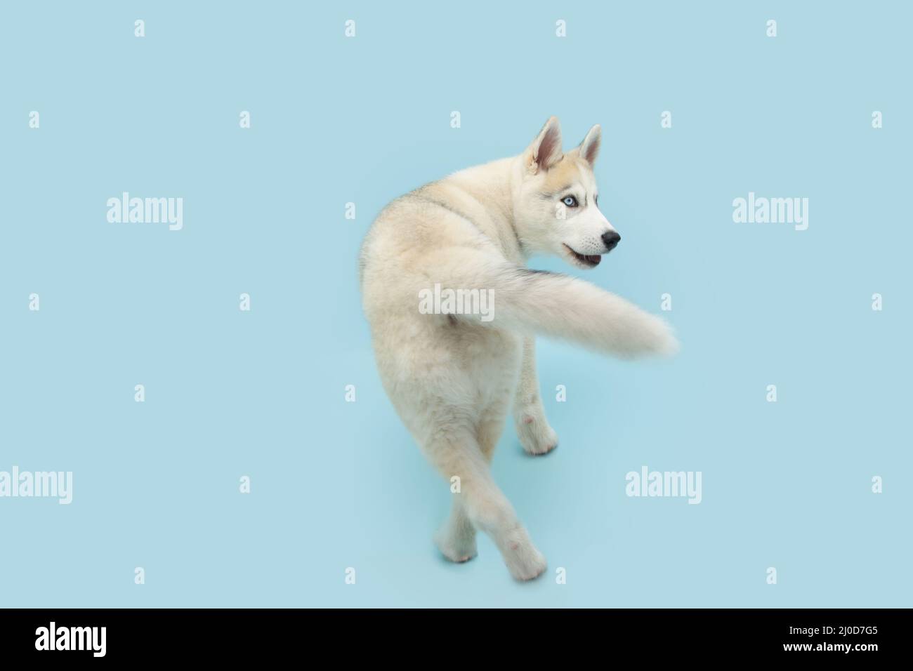 Why Would A Dog Start Walking Backwards