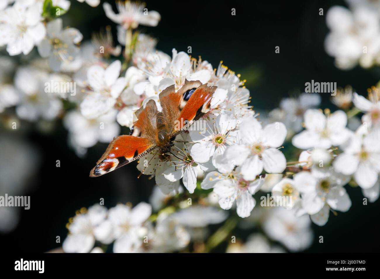 Barn Hill, Wembley Park, UK. 18th March 2022.Peacock Butterfly feeding