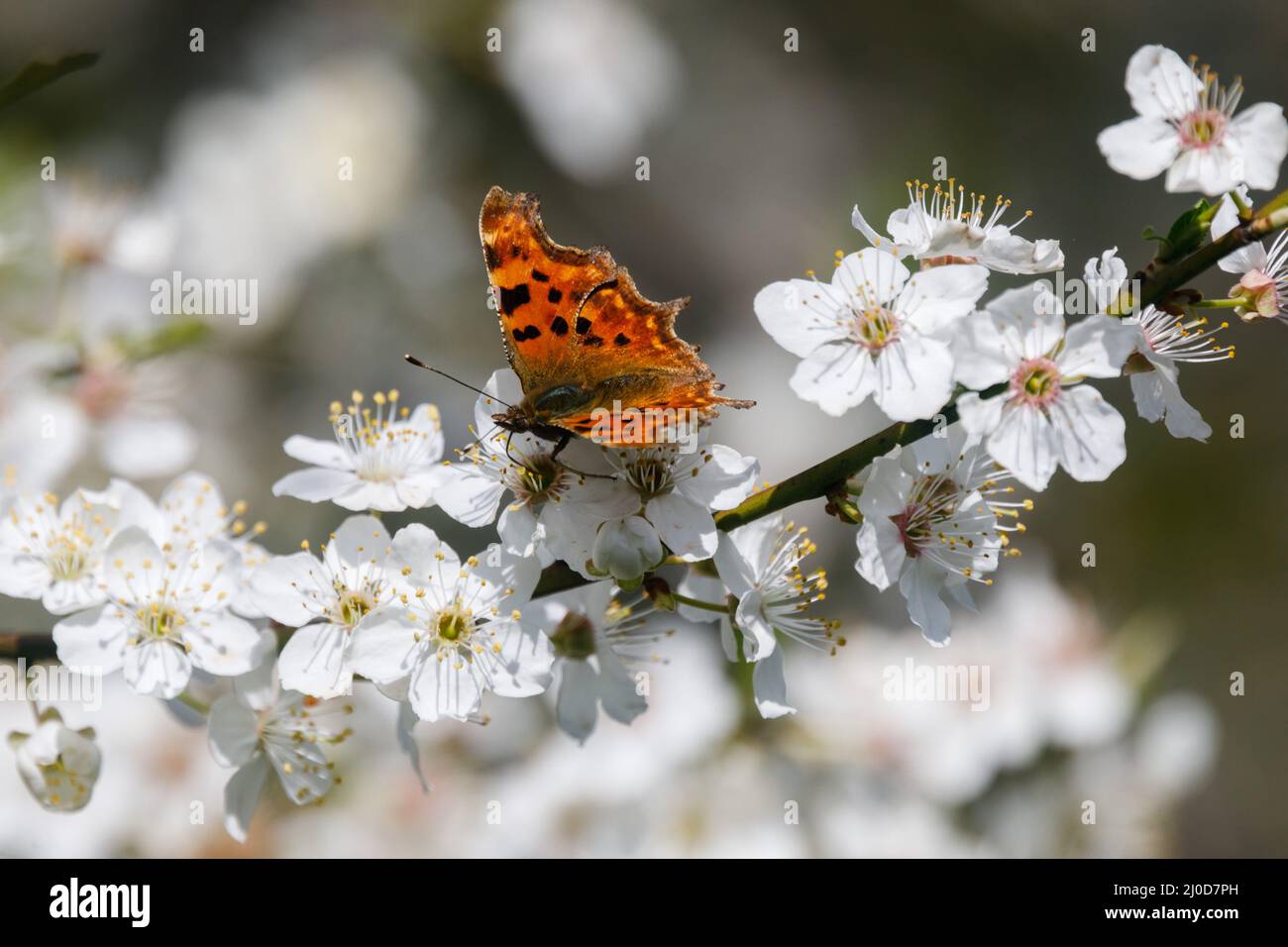 Barn Hill, Wembley Park, UK. 18th March Butterfly feeding on