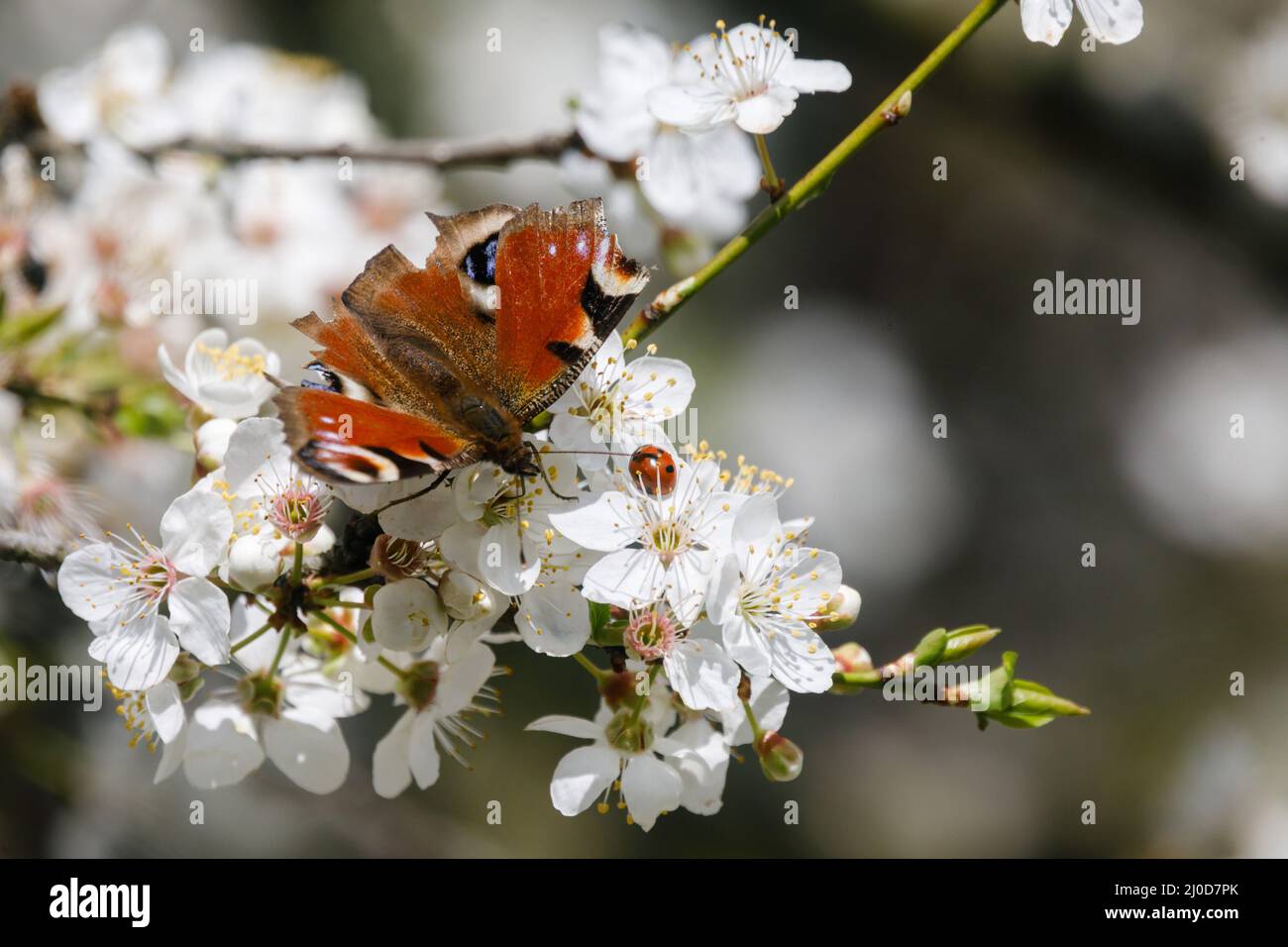 Barn Hill, Wembley Park, UK. 18th March 2022.Peacock Butterfly and