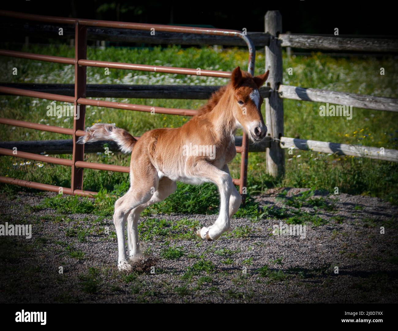 An Icelandic horse foal runs in the paddock Stock Photo