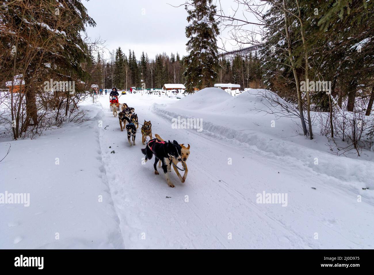 Spring Dog Sledding Dog Sledding, Chena Hot Springs Resort, Alaska Stock Photo - Alamy