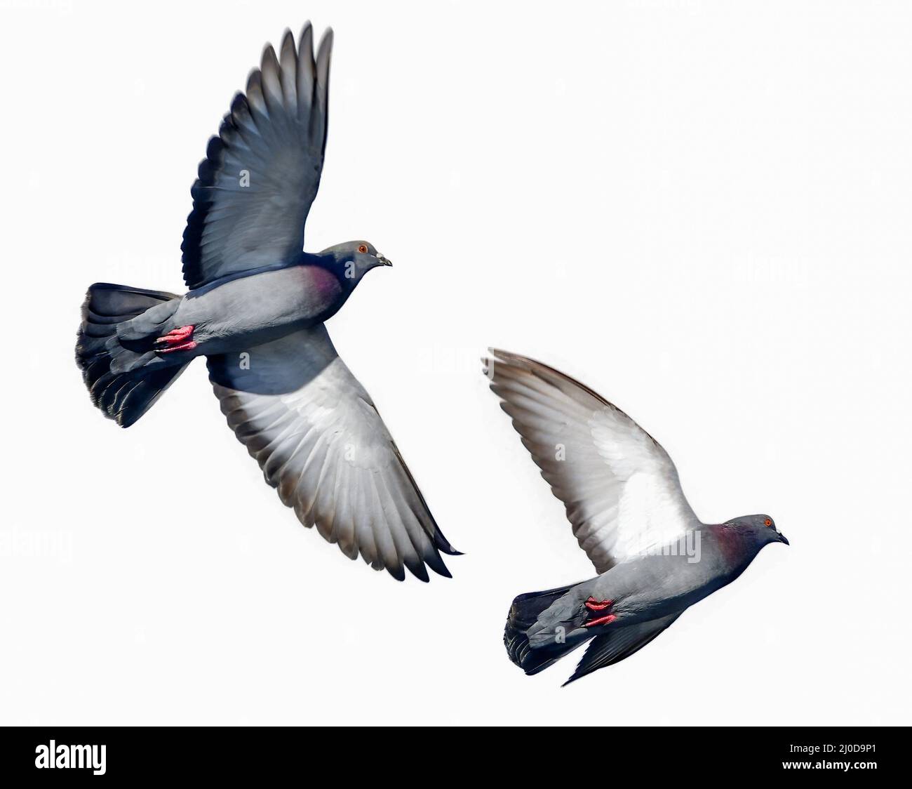 Nuisance bird to some Cut Out Stock Images & Pictures Alamy