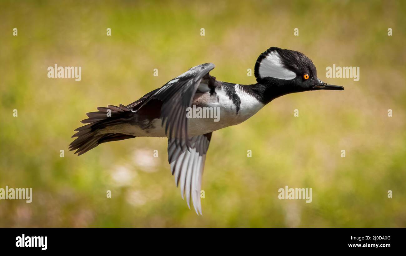 Male hooded merganser - Lophodytes cucullatus - with orange eye flying close up over prairie head feather detail, green blur background Stock Photo