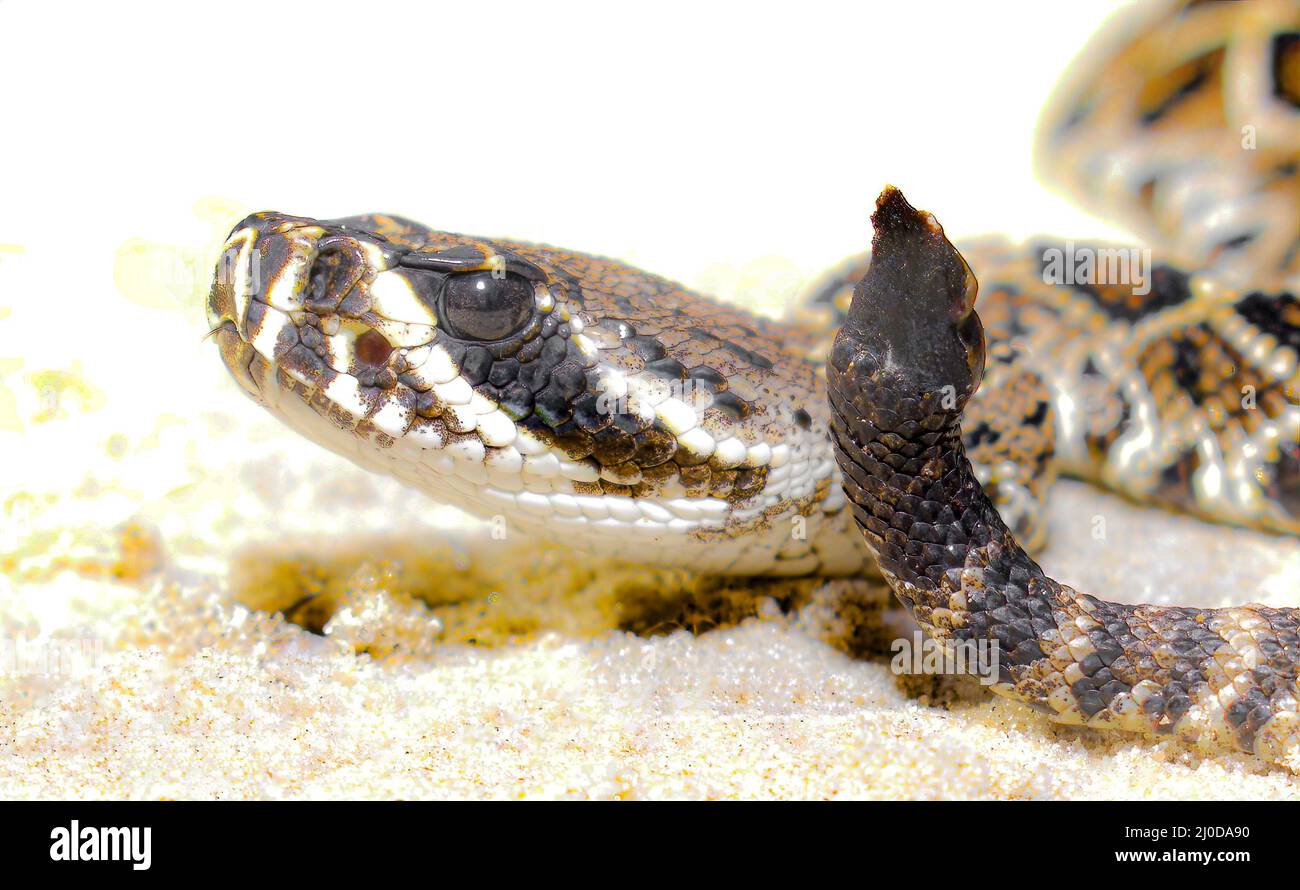 baby eastern diamondback rattlesnake