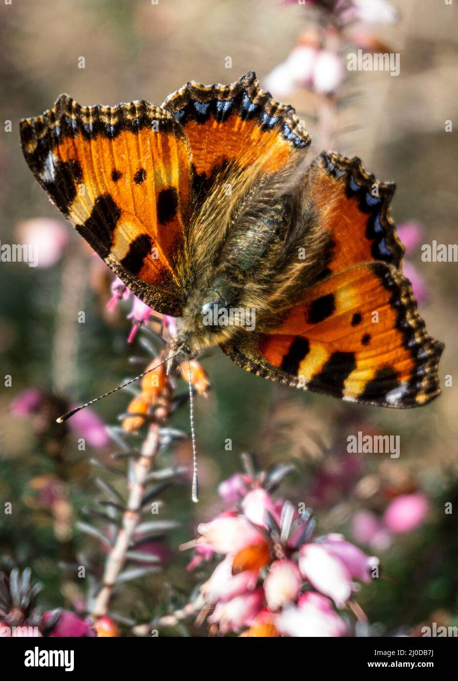 Melton Mowbray March 18th 2022 Blue sky warm temperature butterflies