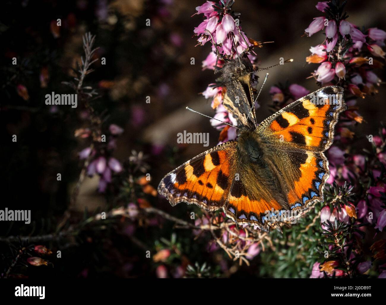 Melton Mowbray March 18th 2022 Blue sky warm temperature butterflies