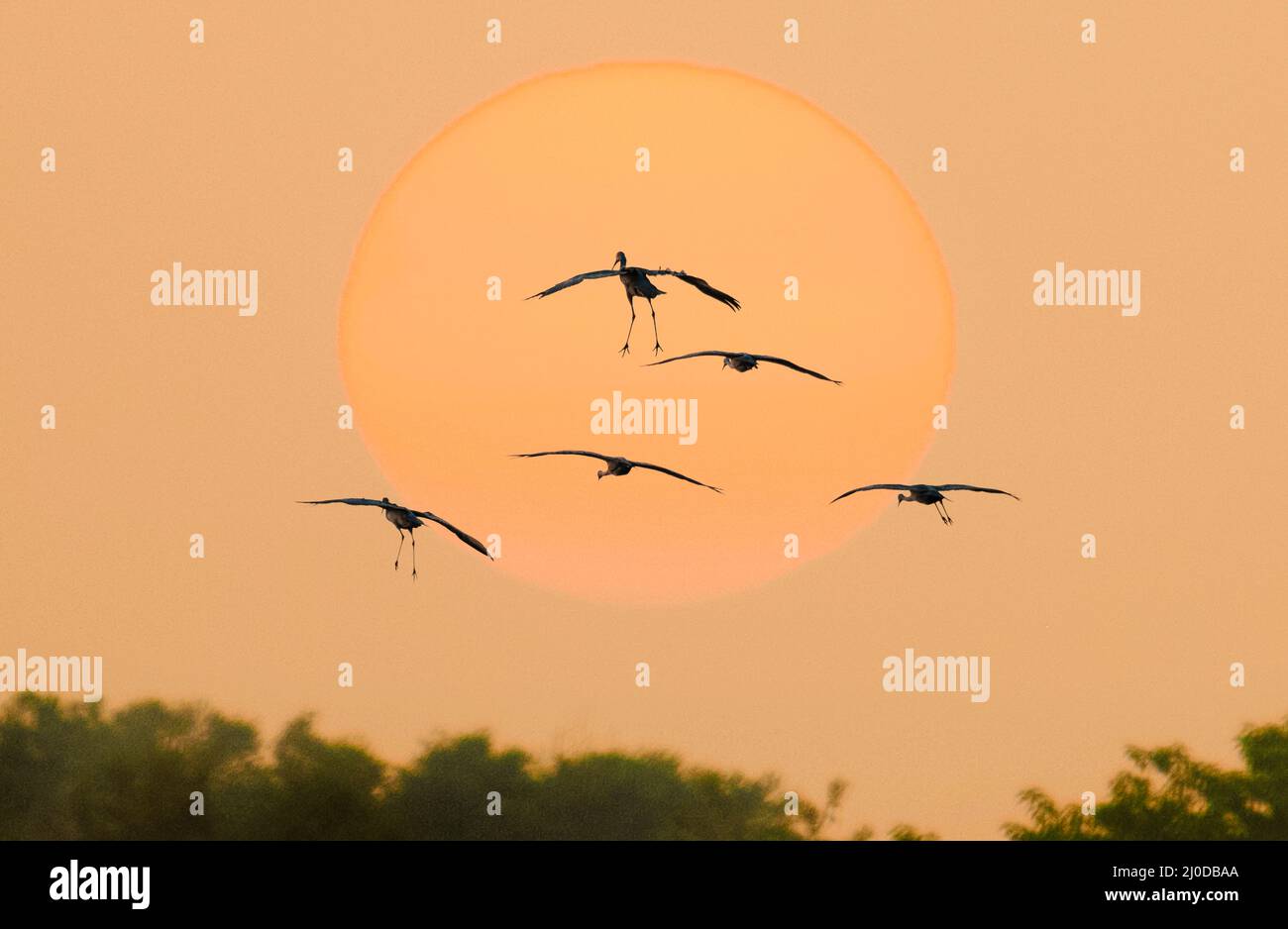 Wintering Sandhill Cranes in alight silhouetted by orange sun Stock Photo