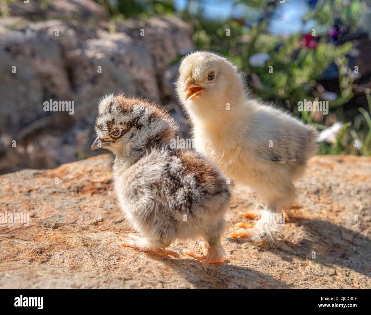 Free range baby chicks standing on boulder in yard Stock Photo